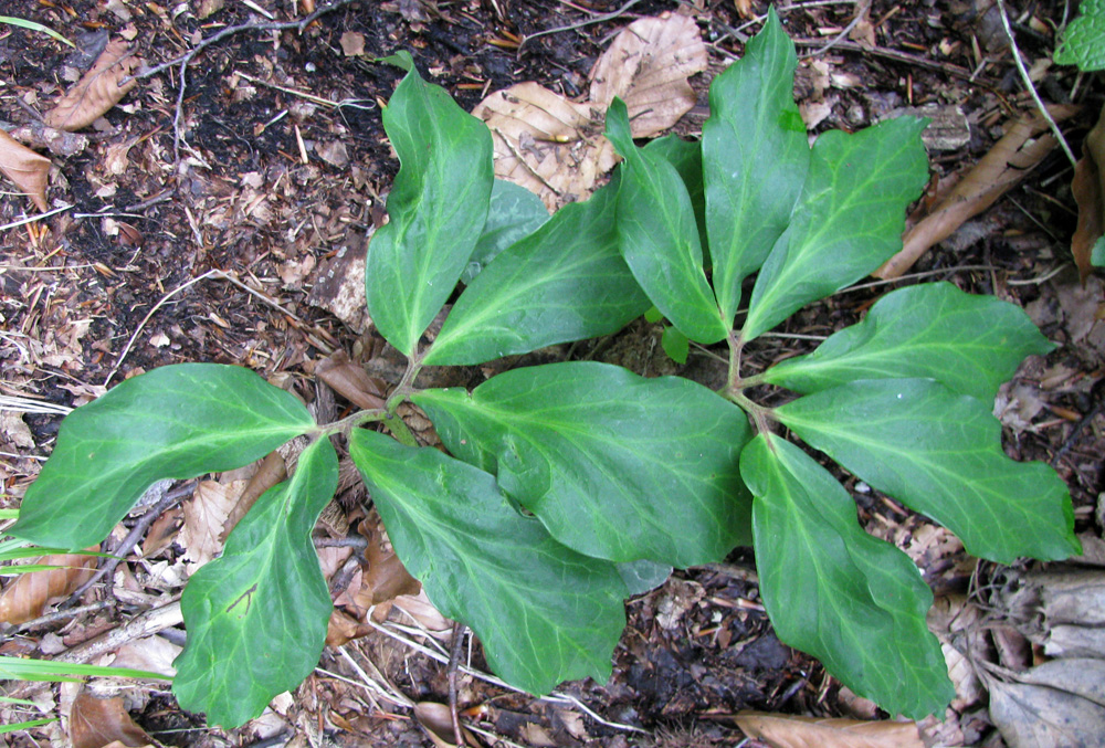 Image of Helleborus niger specimen.