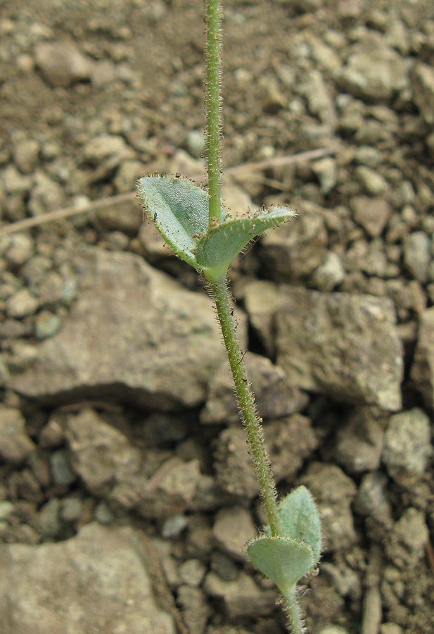 Image of Holosteum umbellatum specimen.