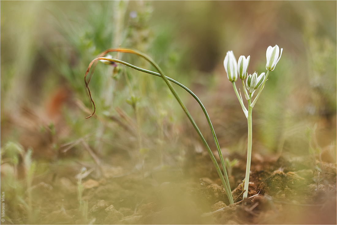 Image of Ornithogalum kochii specimen.