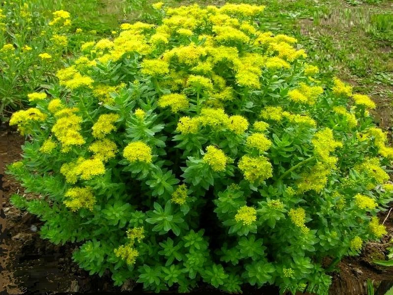 Image of Rhodiola sachalinensis specimen.