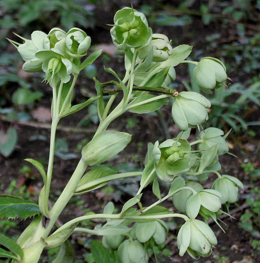 Image of Helleborus argutifolius specimen.