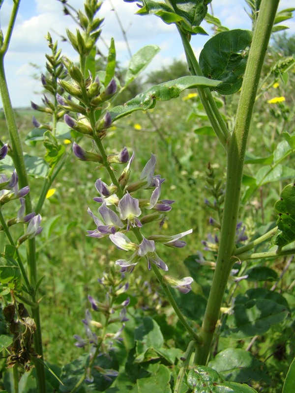 Image of Glycyrrhiza glabra specimen.