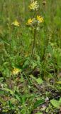 Смотреть изображение Anthyllis vulneraria