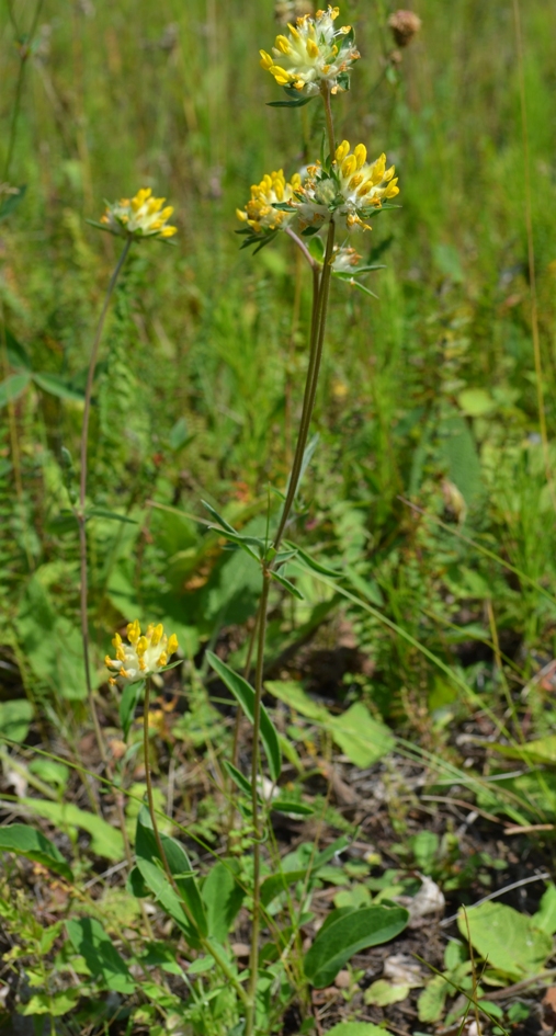 Изображение особи Anthyllis vulneraria.