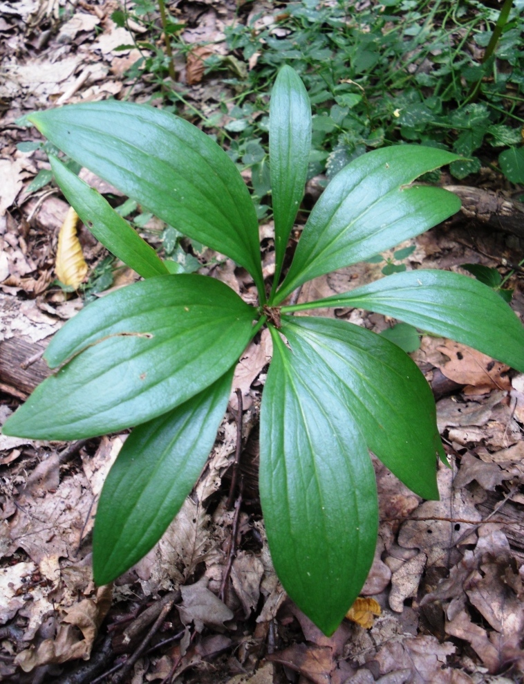 Image of Lilium martagon specimen.