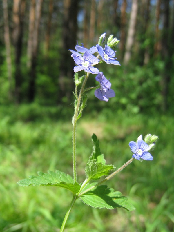 Image of Veronica chamaedrys specimen.