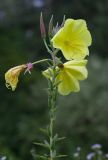 Oenothera glazioviana. Верхушка растения с цветками и завязавшимися плодами. Краснодарский край, г. Апшеронск, высокая пойма р. Пшеха, луг. 00.08.2013.