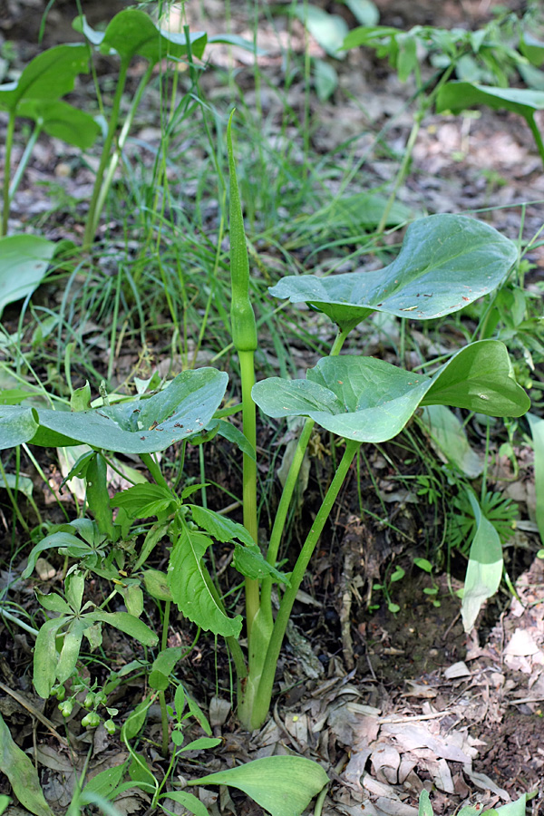 Image of Arum korolkowii specimen.