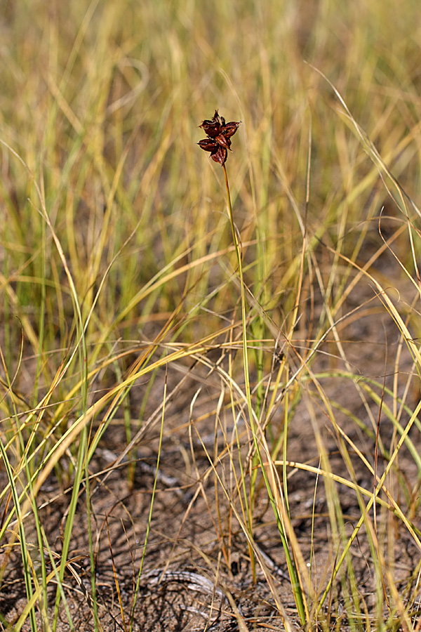 Image of Carex subphysodes specimen.