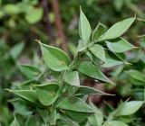 Ruscus aculeatus