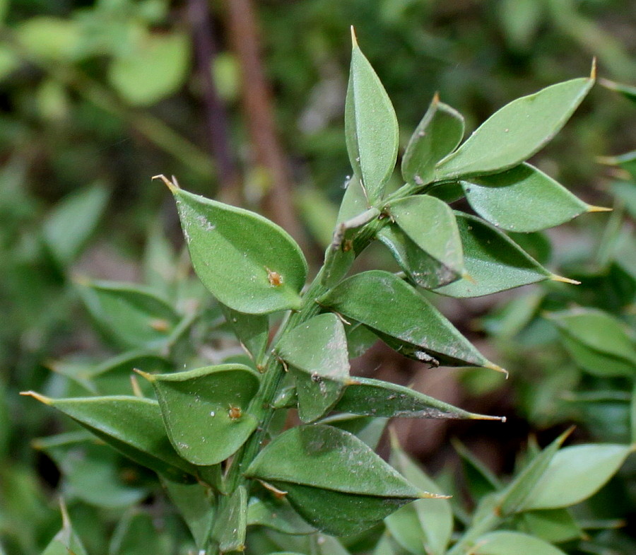 Image of Ruscus aculeatus specimen.