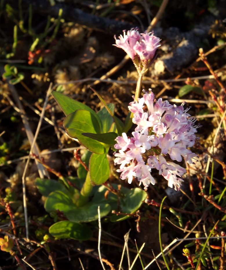 Изображение особи Valeriana capitata.