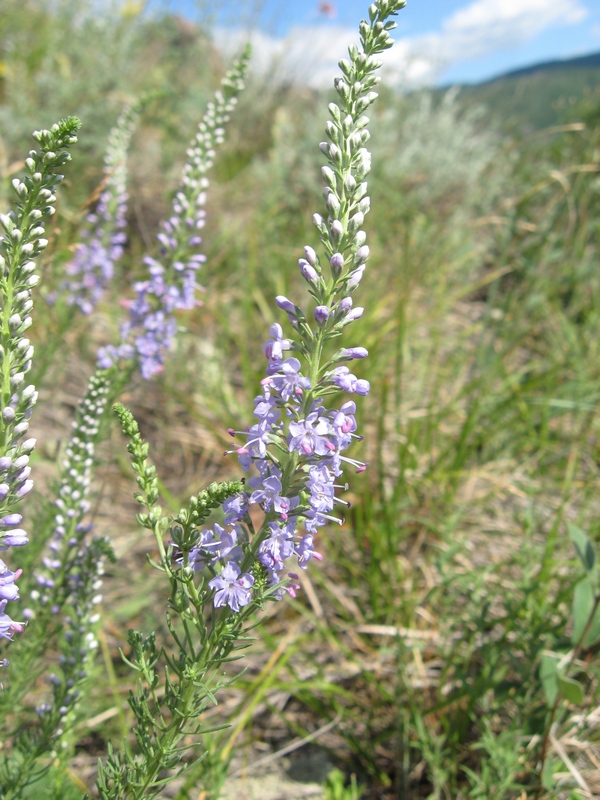 Image of Veronica pinnata specimen.