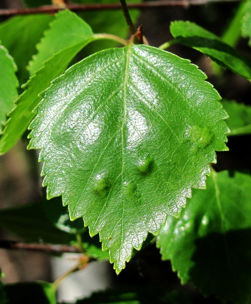 Изображение особи род Betula.