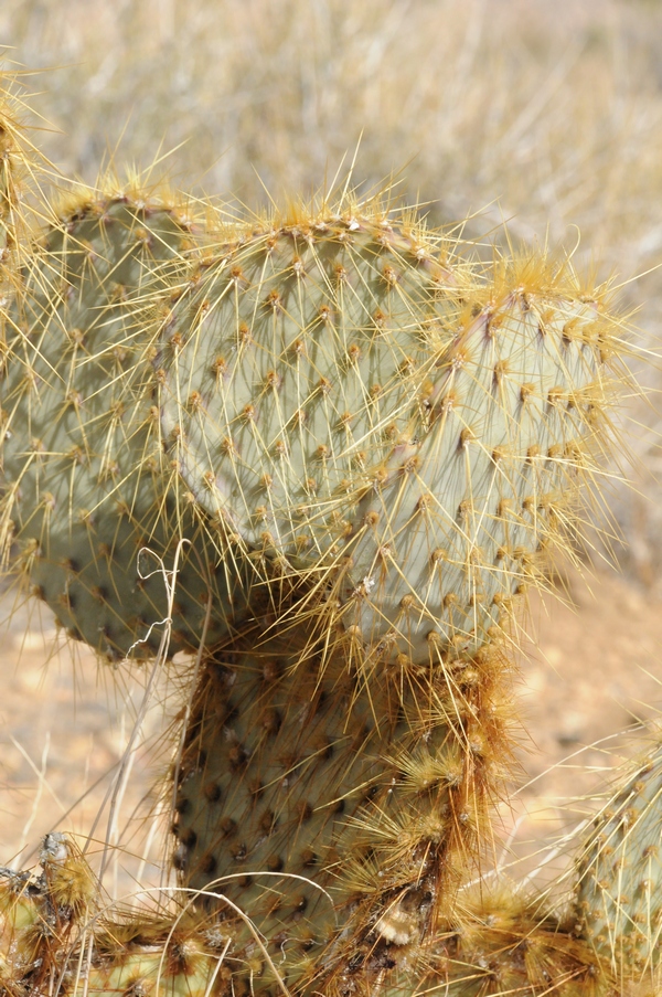 Image of Opuntia chlorotica specimen.