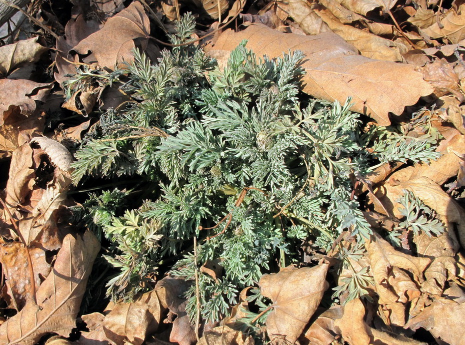 Image of Corydalis speciosa specimen.