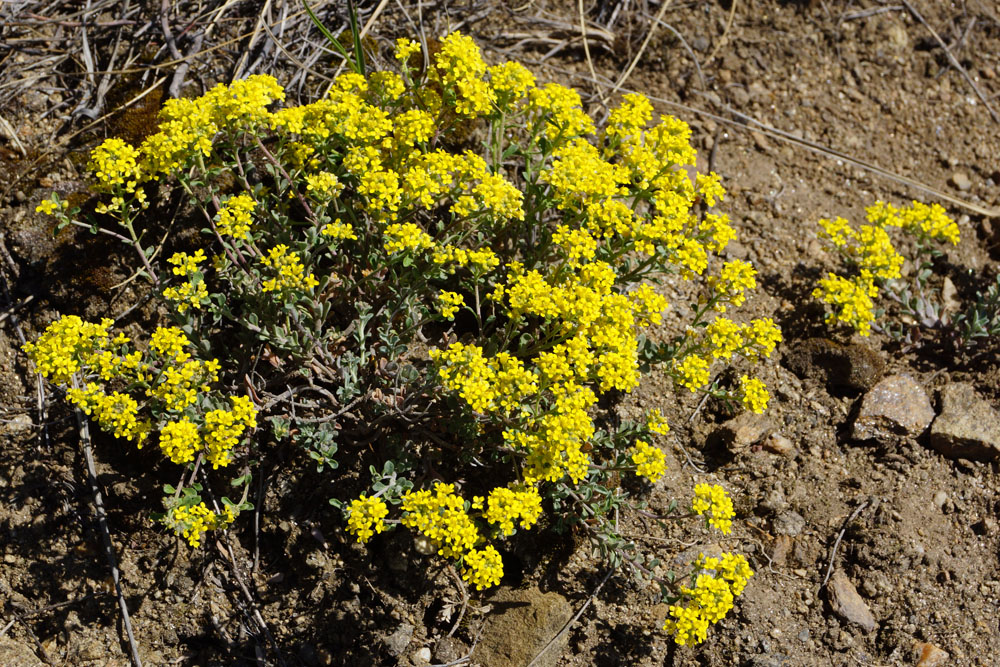 Image of Odontarrhena obovata specimen.