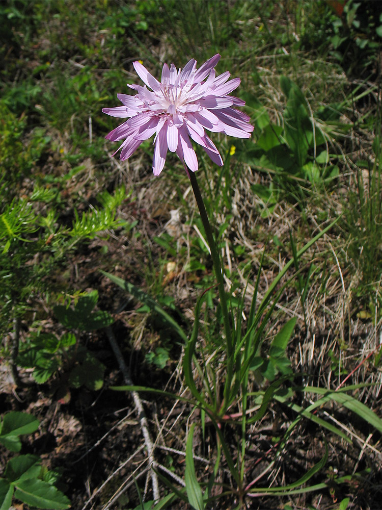 Image of Scorzonera rosea specimen.