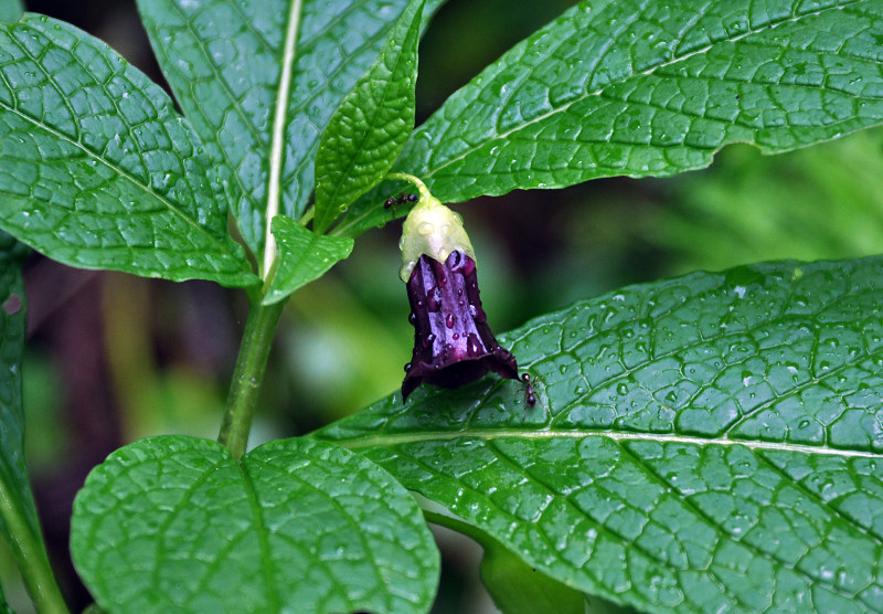 Image of Scopolia caucasica specimen.