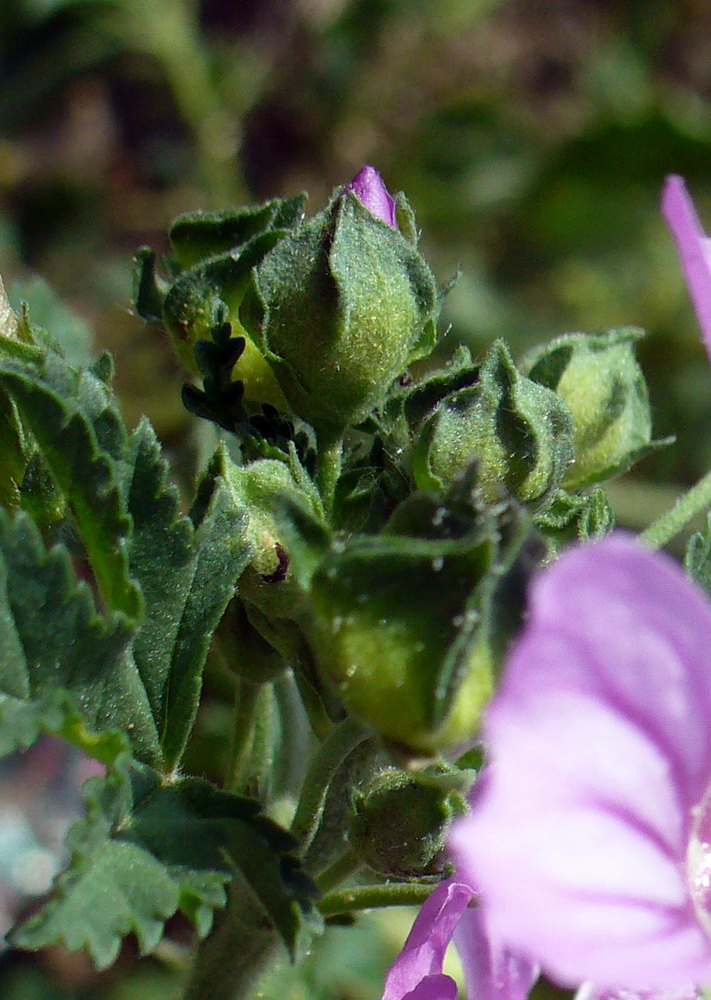 Image of Malva sylvestris specimen.