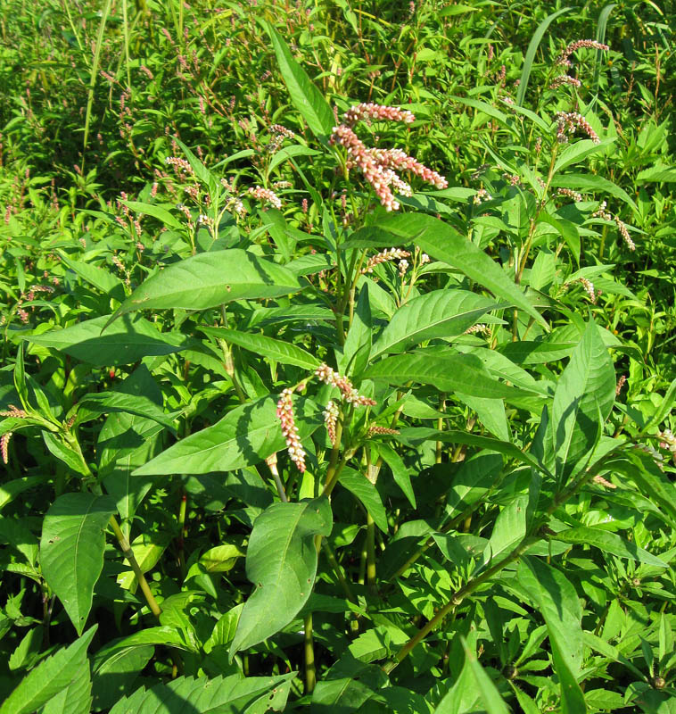 Image of Persicaria lapathifolia specimen.