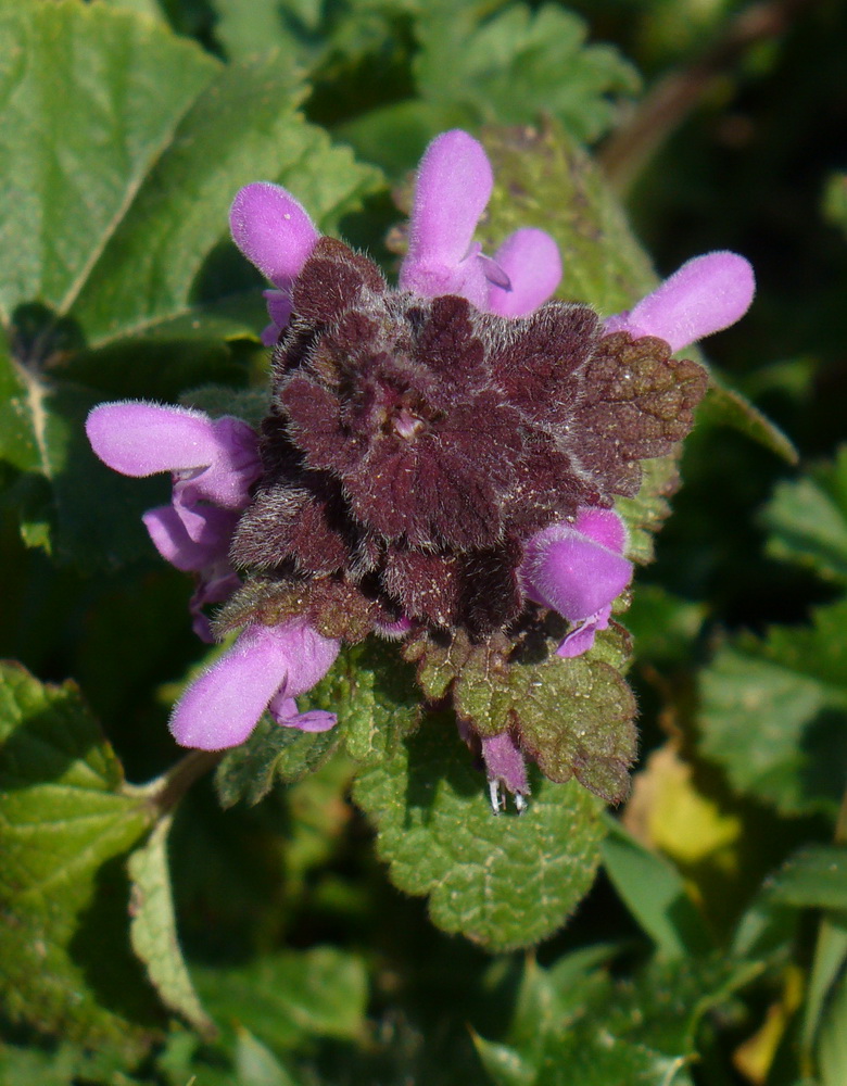 Изображение особи Lamium purpureum.