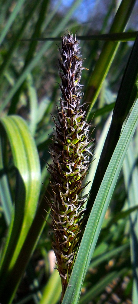 Image of Carex riparia specimen.