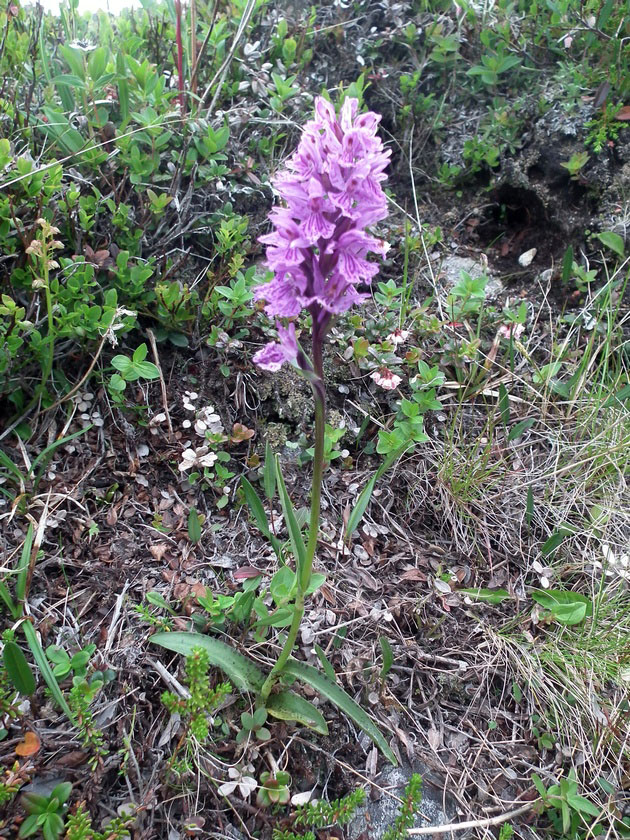 Изображение особи Dactylorhiza psychrophila.