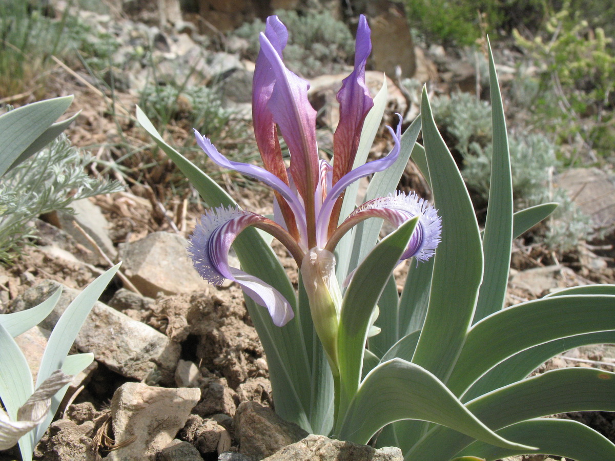 Image of Iris glaucescens specimen.