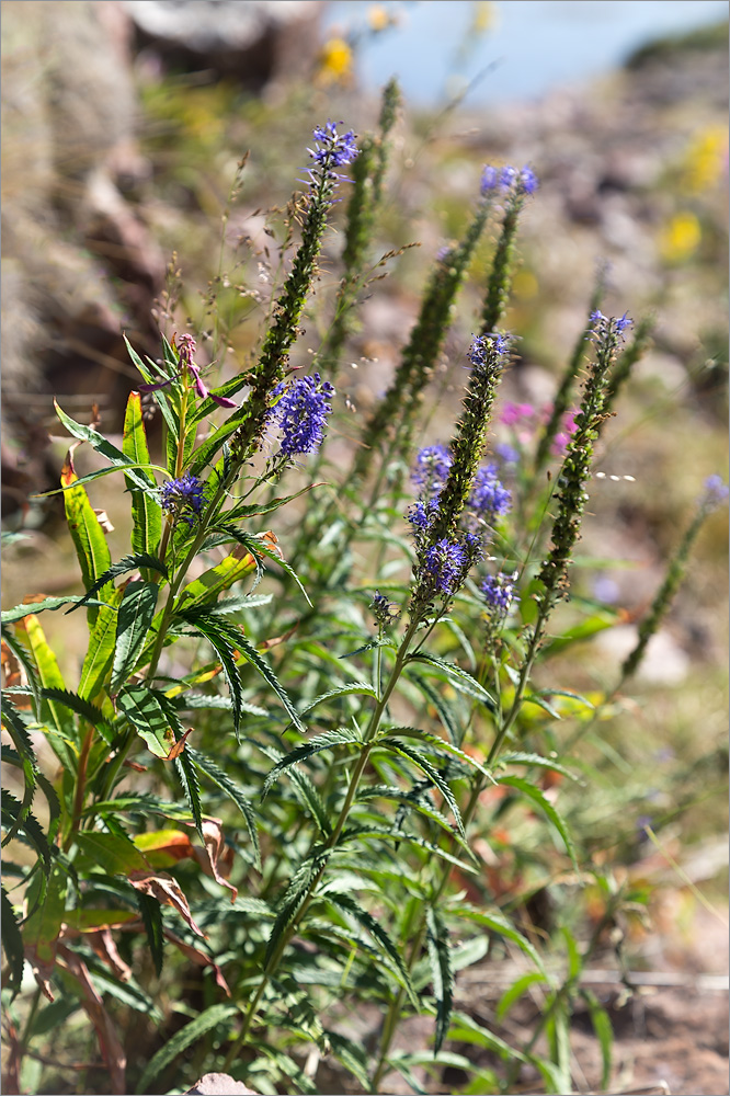 Image of Veronica longifolia specimen.