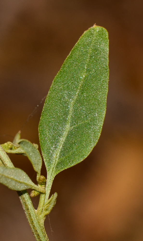 Image of Atriplex davisii specimen.