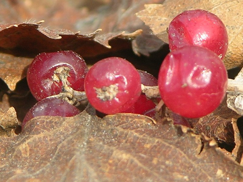 Image of Maianthemum dilatatum specimen.