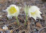 Pulsatilla orientali-sibirica