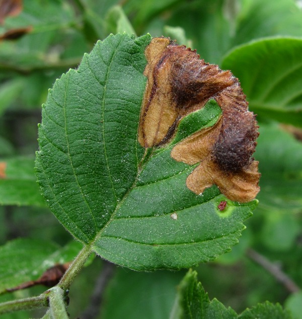 Image of Alnus incana specimen.