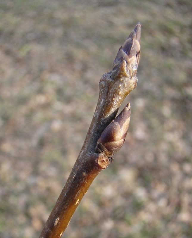 Image of Padus avium specimen.