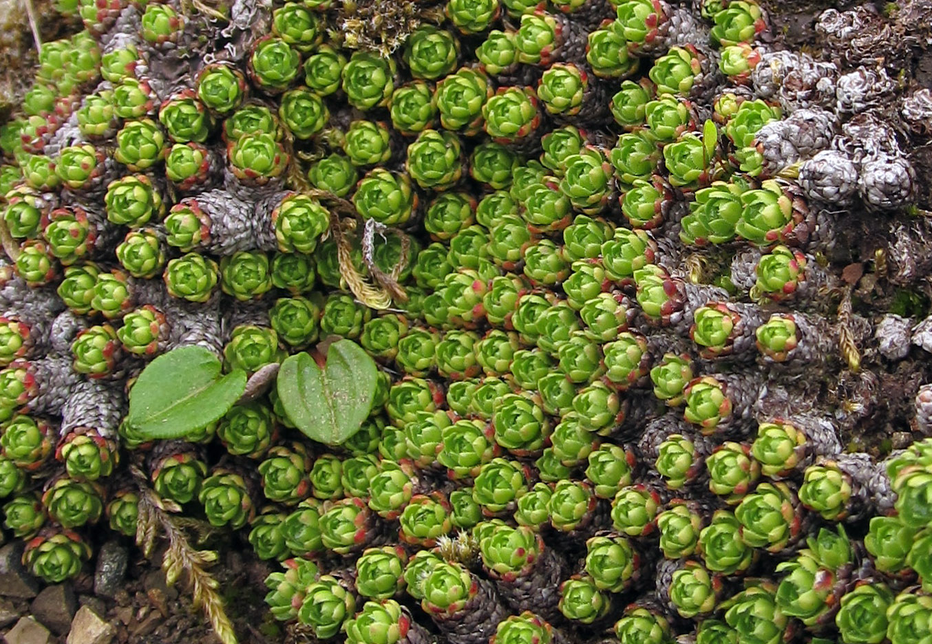 Изображение особи Saxifraga cherlerioides.