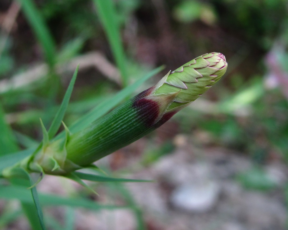 Image of Dianthus caucaseus specimen.