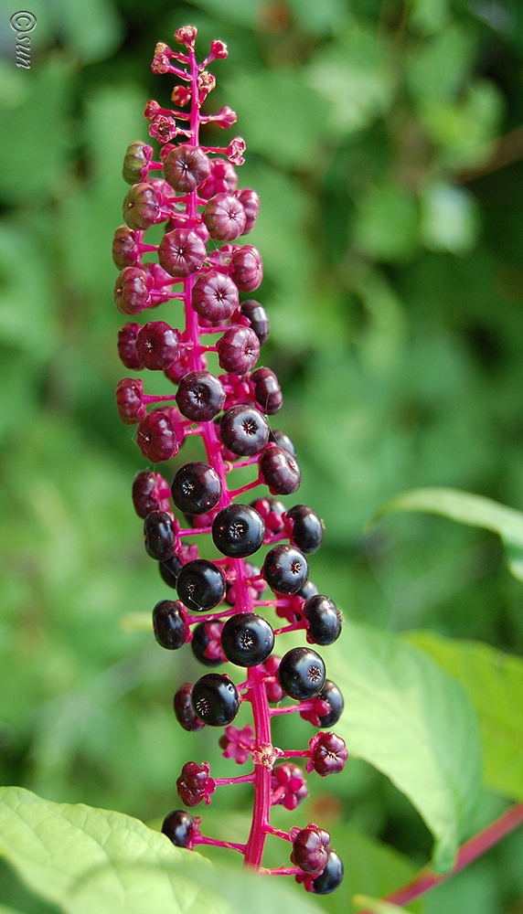 Image of Phytolacca americana specimen.