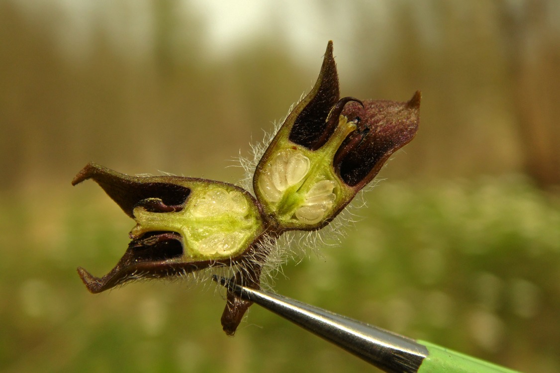 Image of Asarum europaeum specimen.