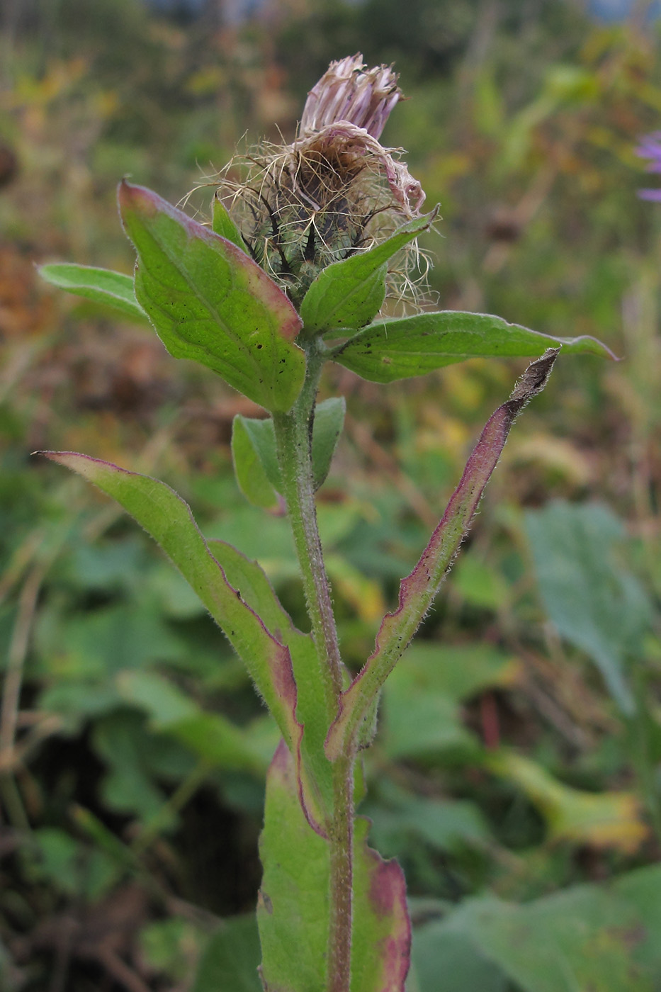 Image of Centaurea abnormis specimen.