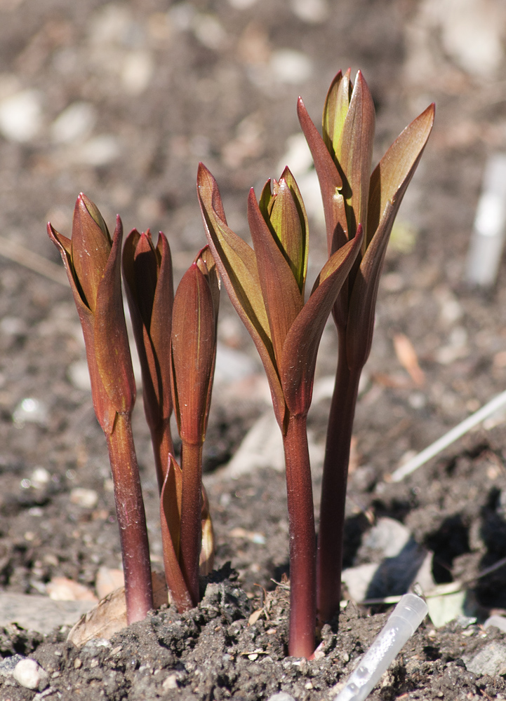 Image of Fritillaria imperialis specimen.