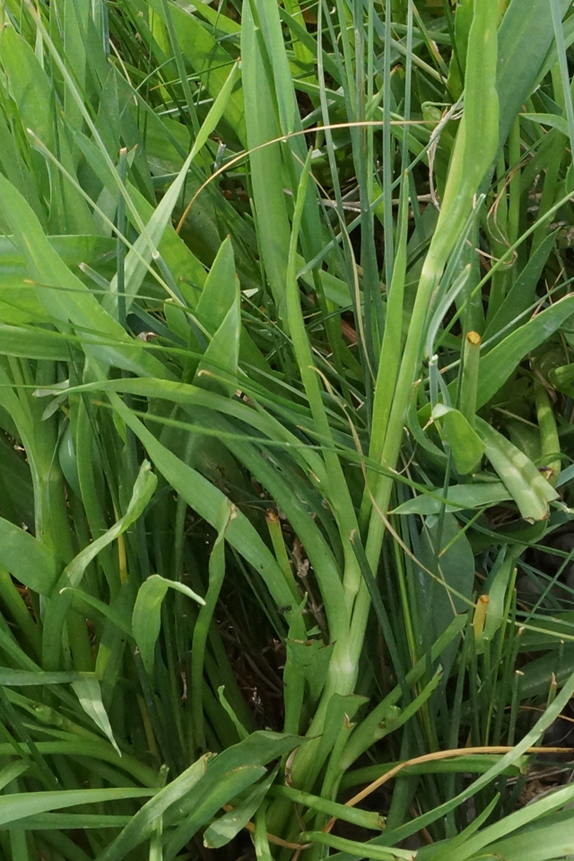 Image of Scorzonera parviflora specimen.