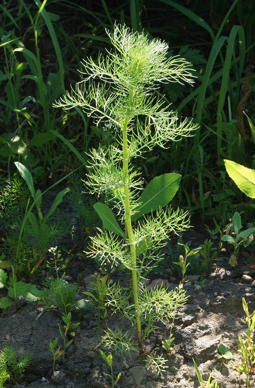 Изображение особи Tripleurospermum inodorum.