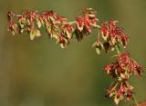 Rumex obtusifolius