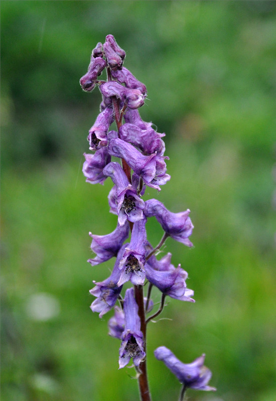 Image of Aconitum septentrionale specimen.