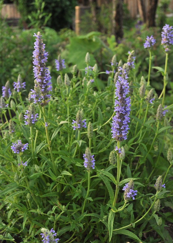 Изображение особи Nepeta nervosa.