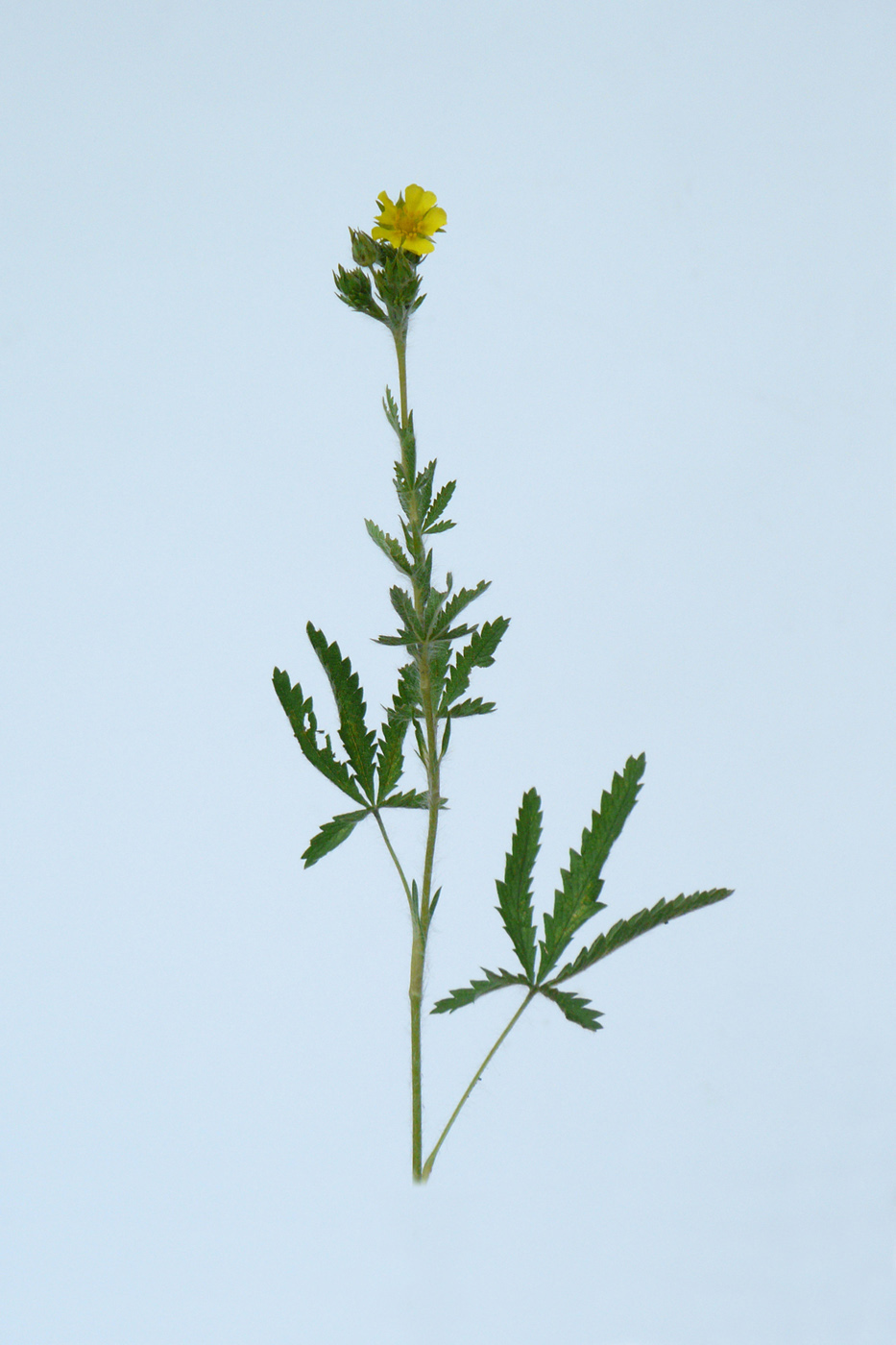 Изображение особи Potentilla recta.