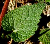 Lamium purpureum