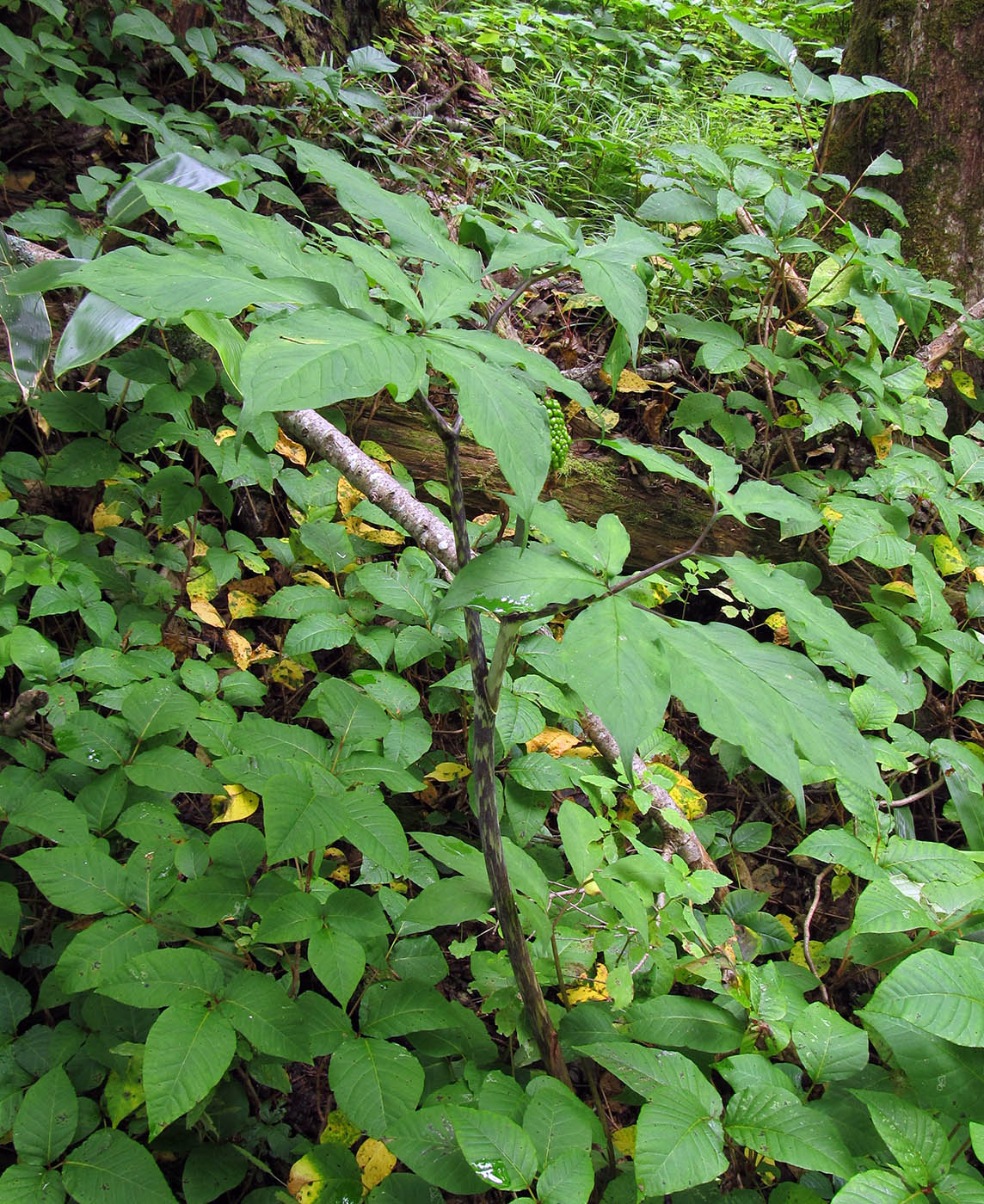 Image of Arisaema peninsulae specimen.