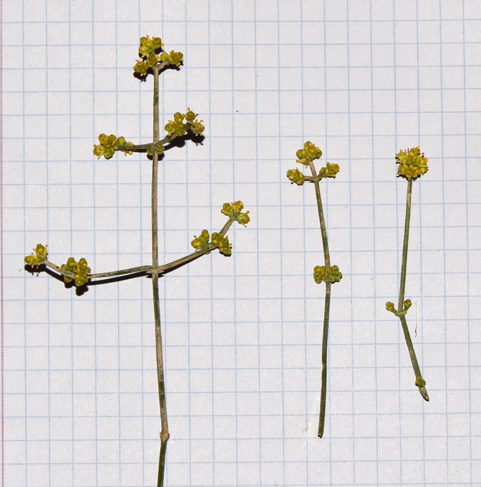 Image of Ephedra foliata specimen.